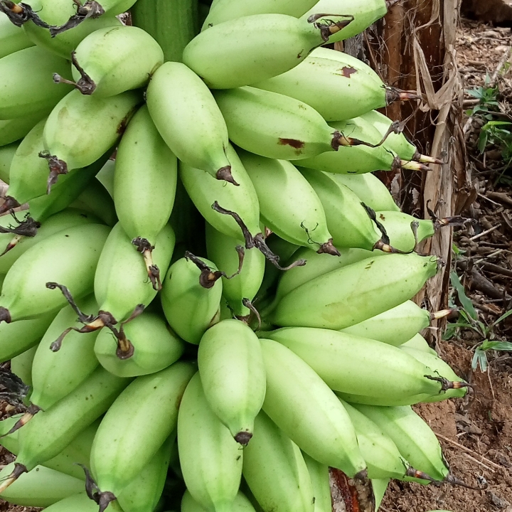 Pisang Muli