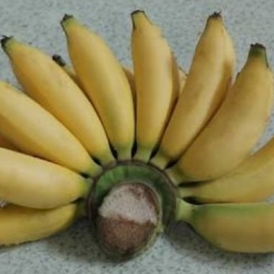 Pisang Muli