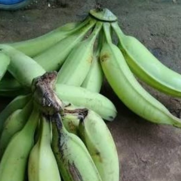 Pisang Penggalek