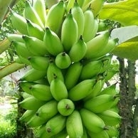 Pisang Ulin