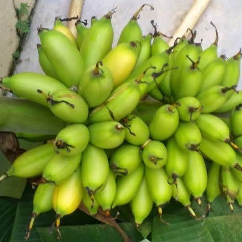 Pisang Ulin 2