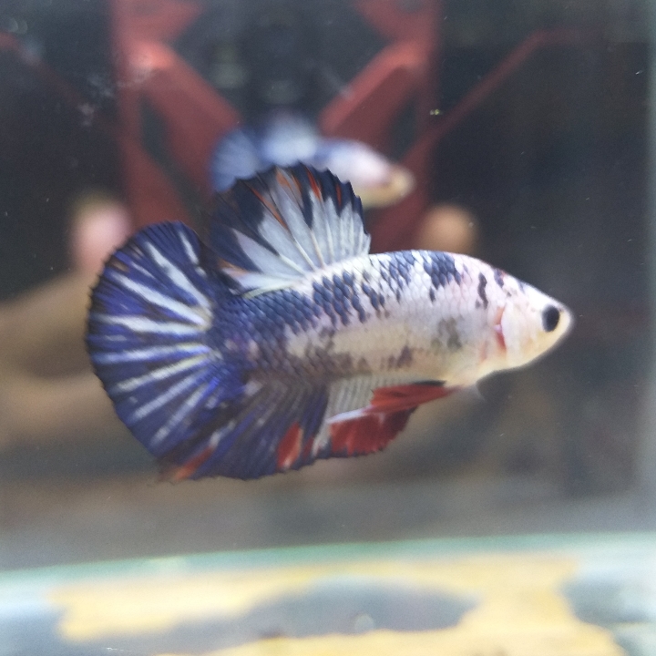 Plakat Fancy Marble Blue