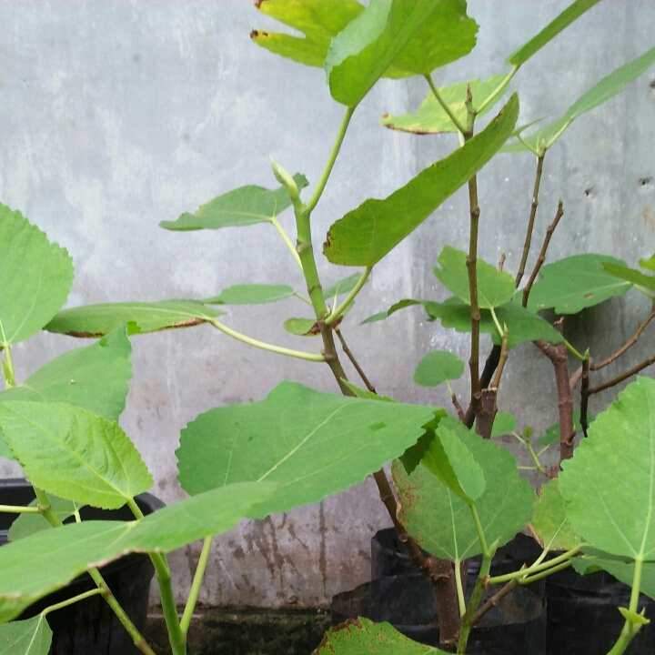 Pohon TiN