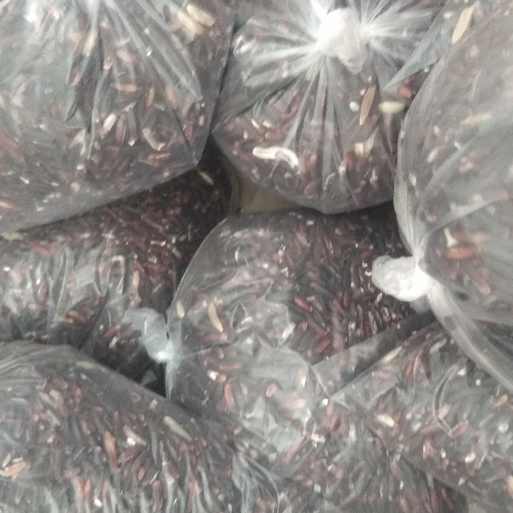 Pulut hitam