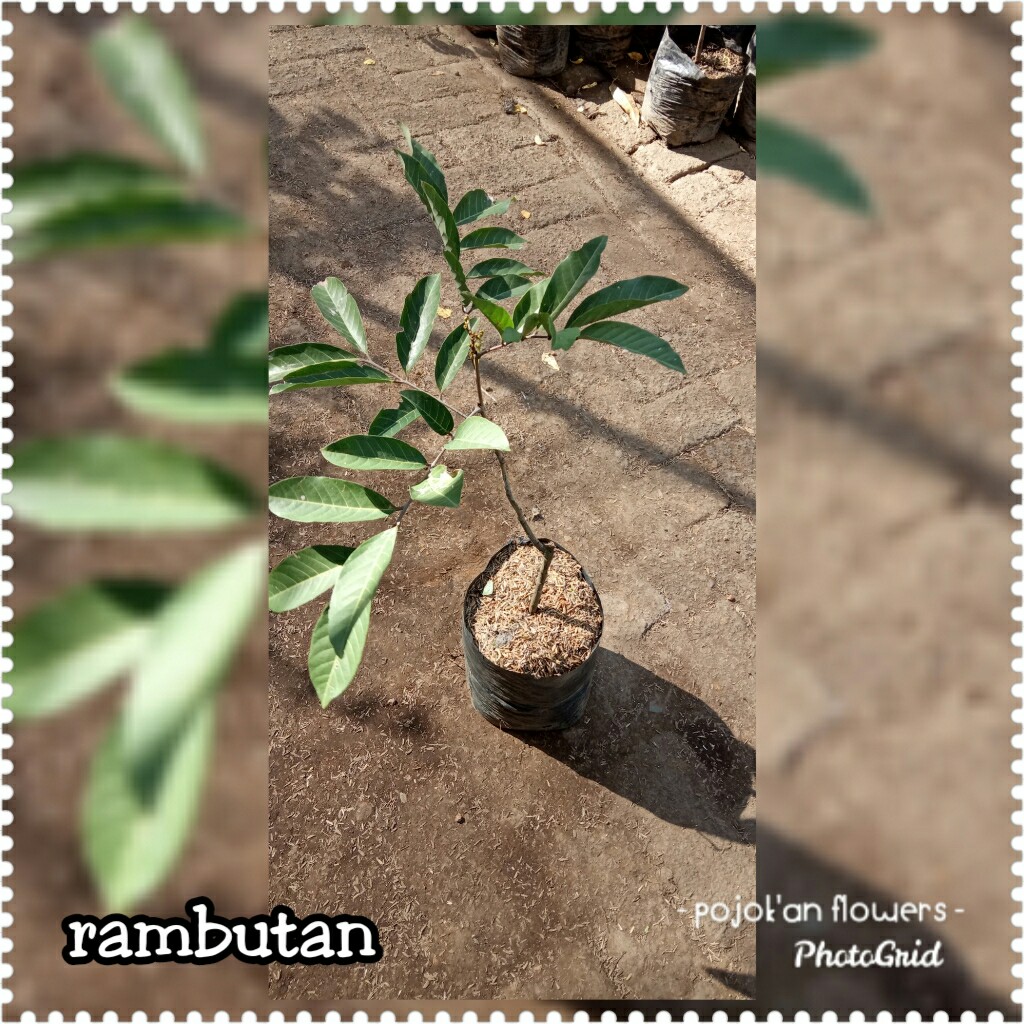 RAMBUTAN