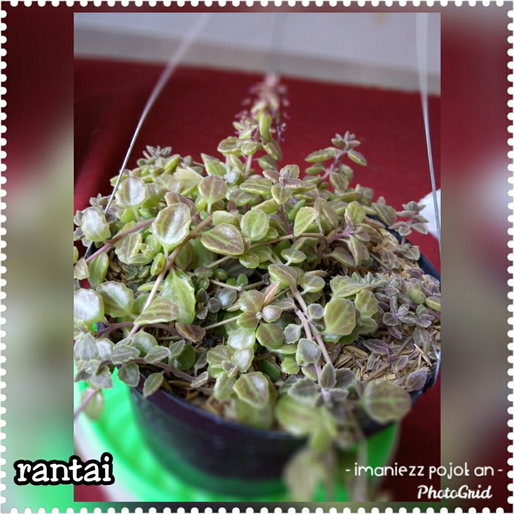 RANTAI