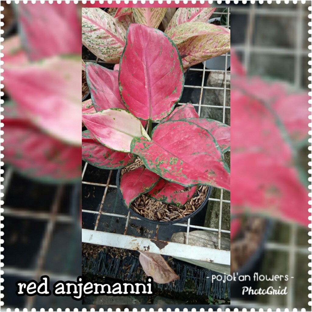 RED ANJEMANI