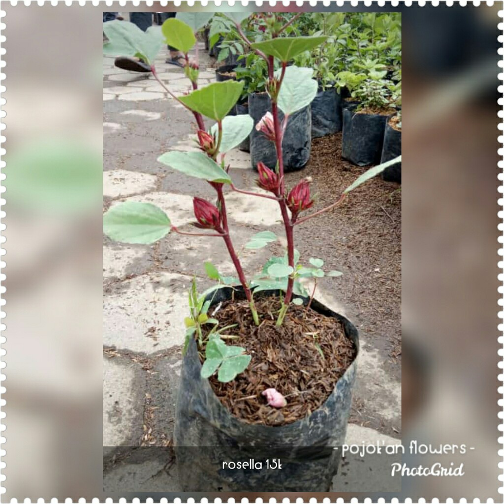 ROSELA