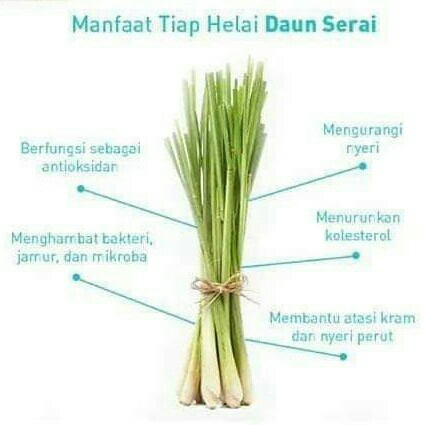 ROSEVARA LEMONGRASS  3