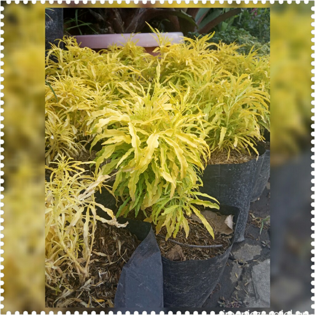 RUMPUT EMAS