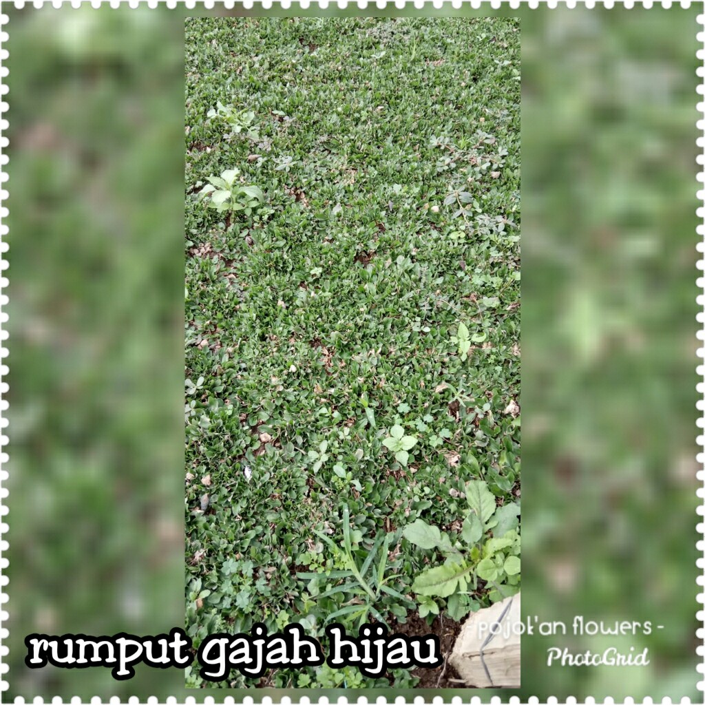 RUMPUT GAJAH HIJAU