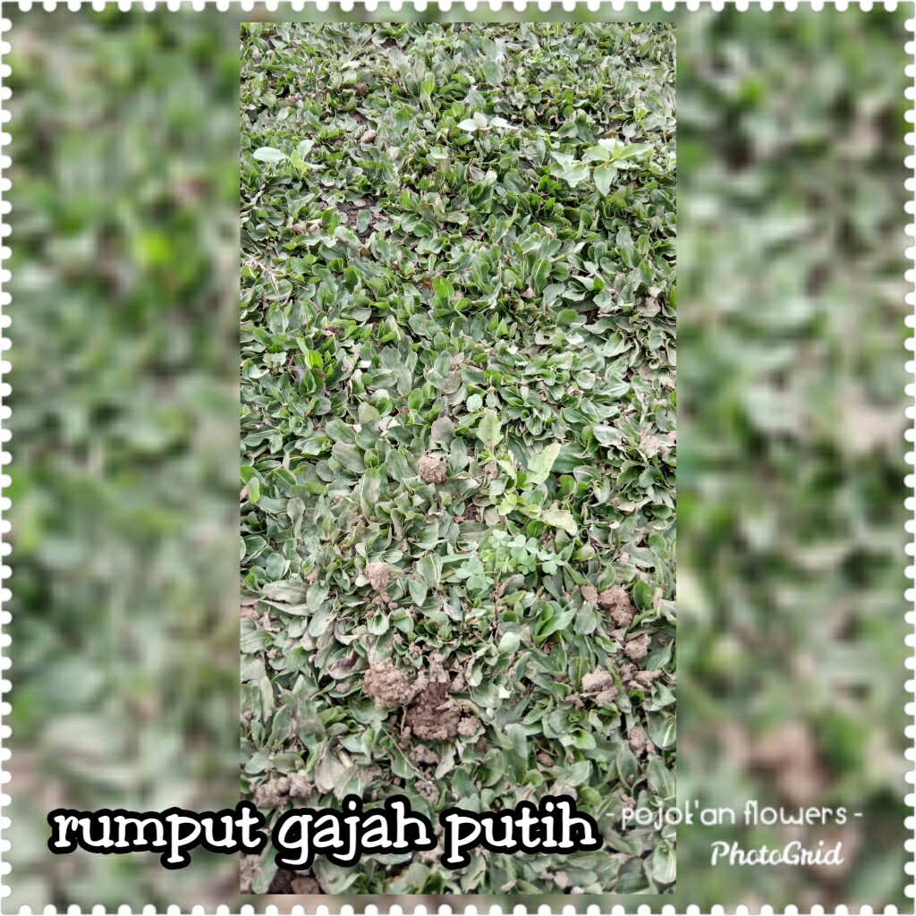 RUMPUT GAJAH PUTIH