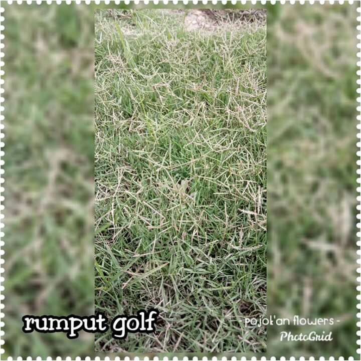RUMPUT GOLF