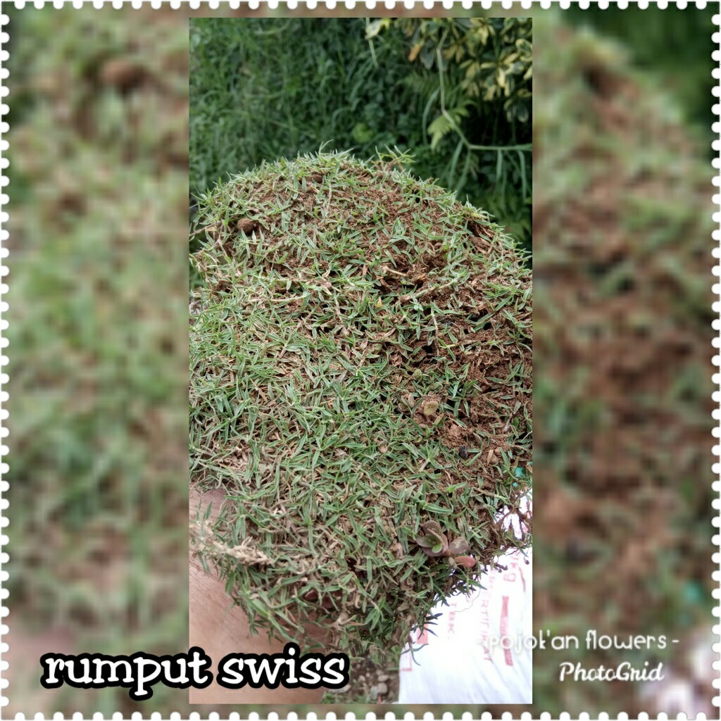 RUMPUT SWISS