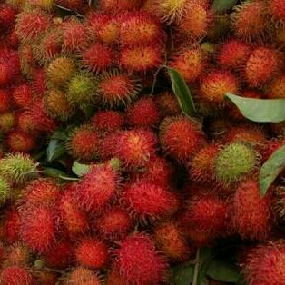 Rambutan