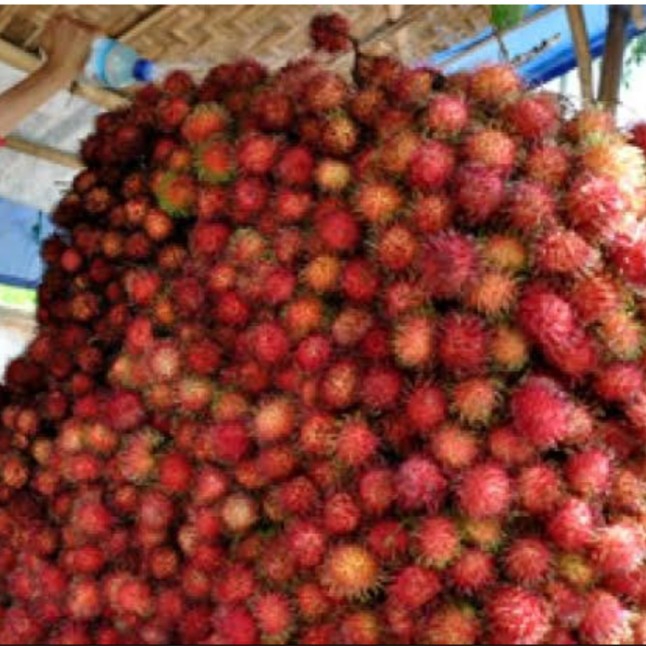 Rambutan Binjay