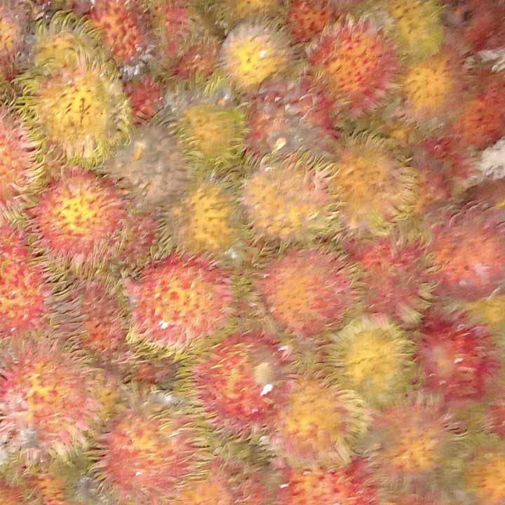 Rambutan Per Kg 