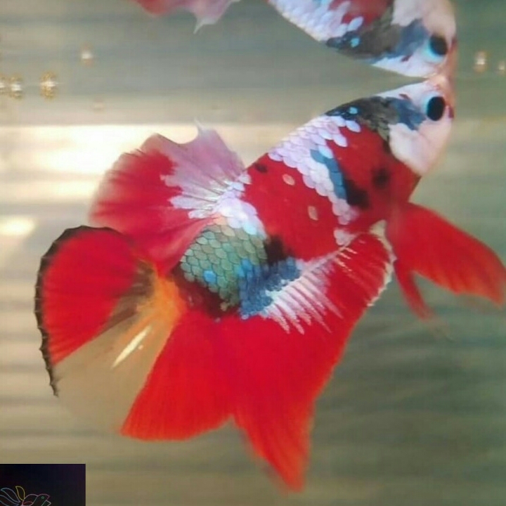 Ikan Cupang Red Koi