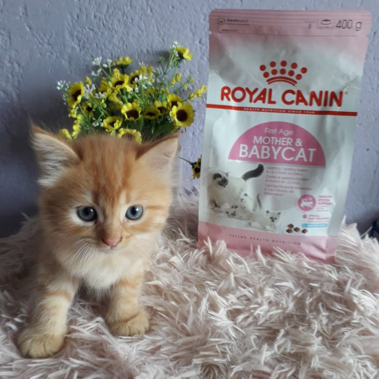 Royan Canin Mother and Baby Cat