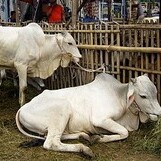 C3-SAPI LEMBU DAGING KISARAN 65 KG - 70 KG JANTAN BETINA  SAPI PER E