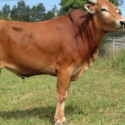 C3-SAPI LEMBU DAGING KISARAN 65 KG - 70 KG JANTAN BETINA  SAPI PER E 2