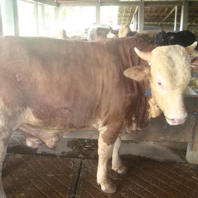 SAPI LEMBU DAGING KISARAN 70 KG - 80 KG JANTANBETINA  MERK SAPI PER E 3