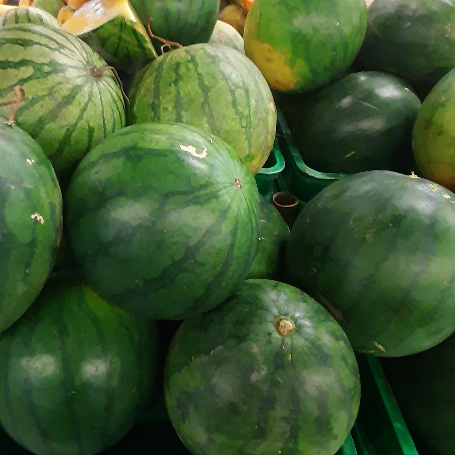 SEMANGKA KUNING 3KG 2