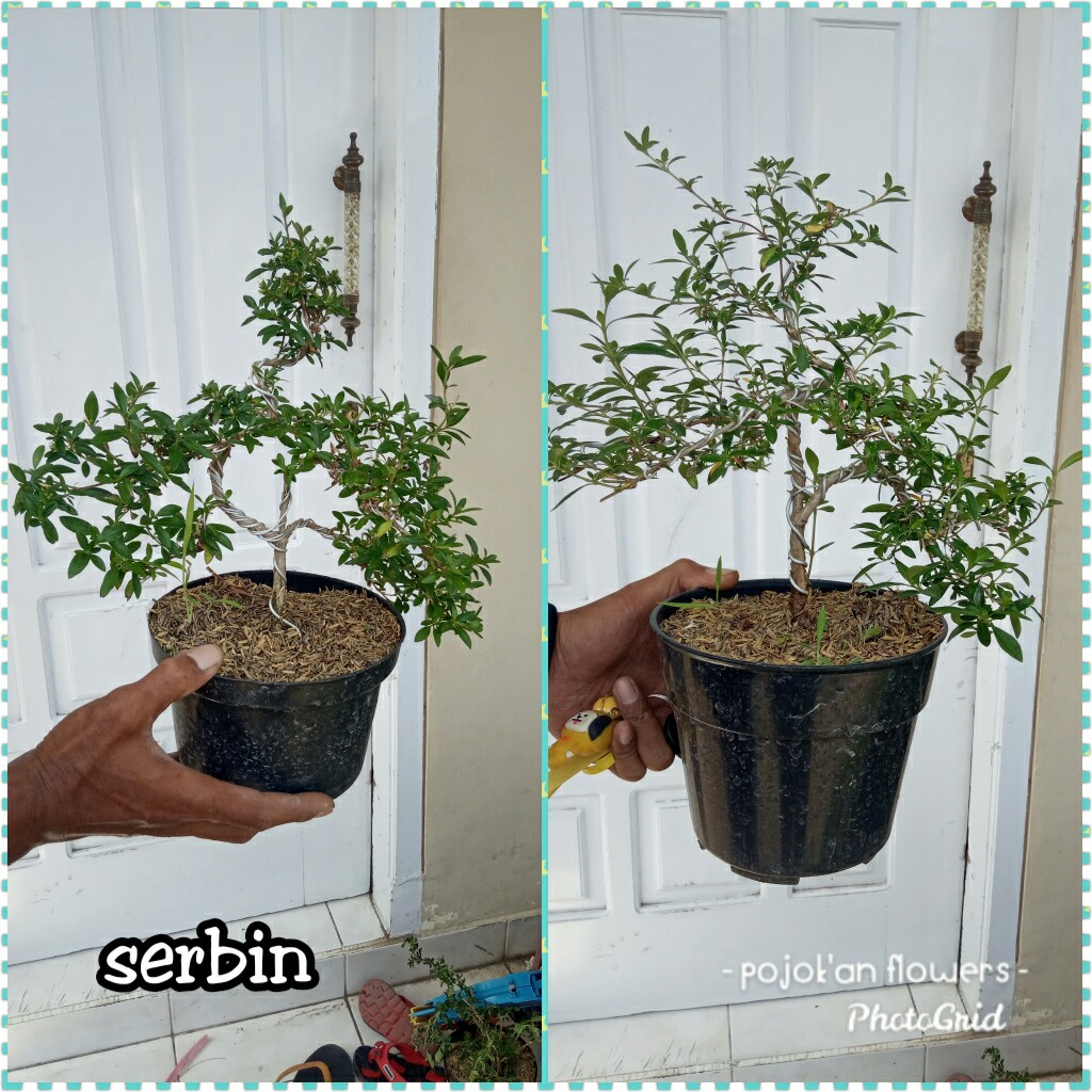 SERBIN