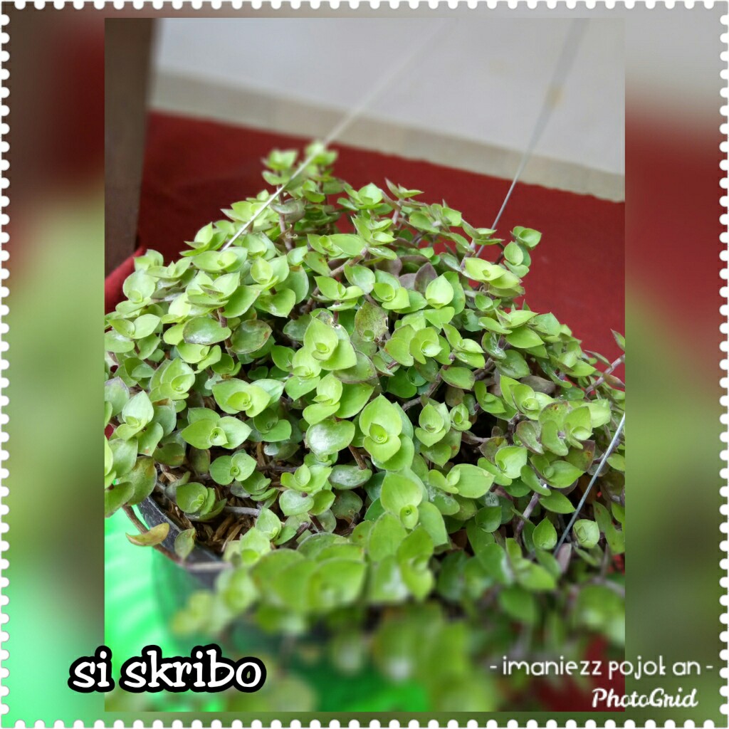 SI KRIBO