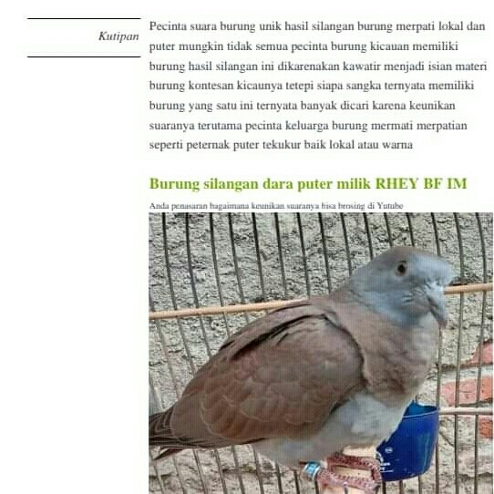 SILANGAN BURUNG DARA PUTER