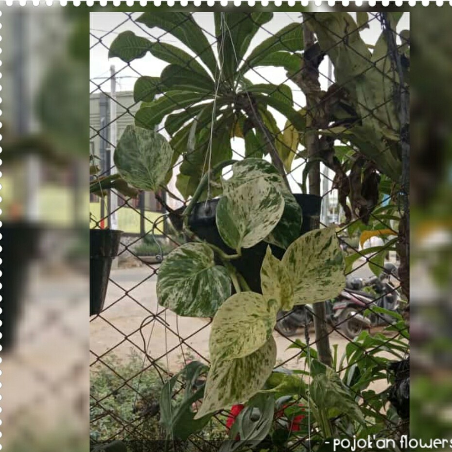 SIRIH GADING