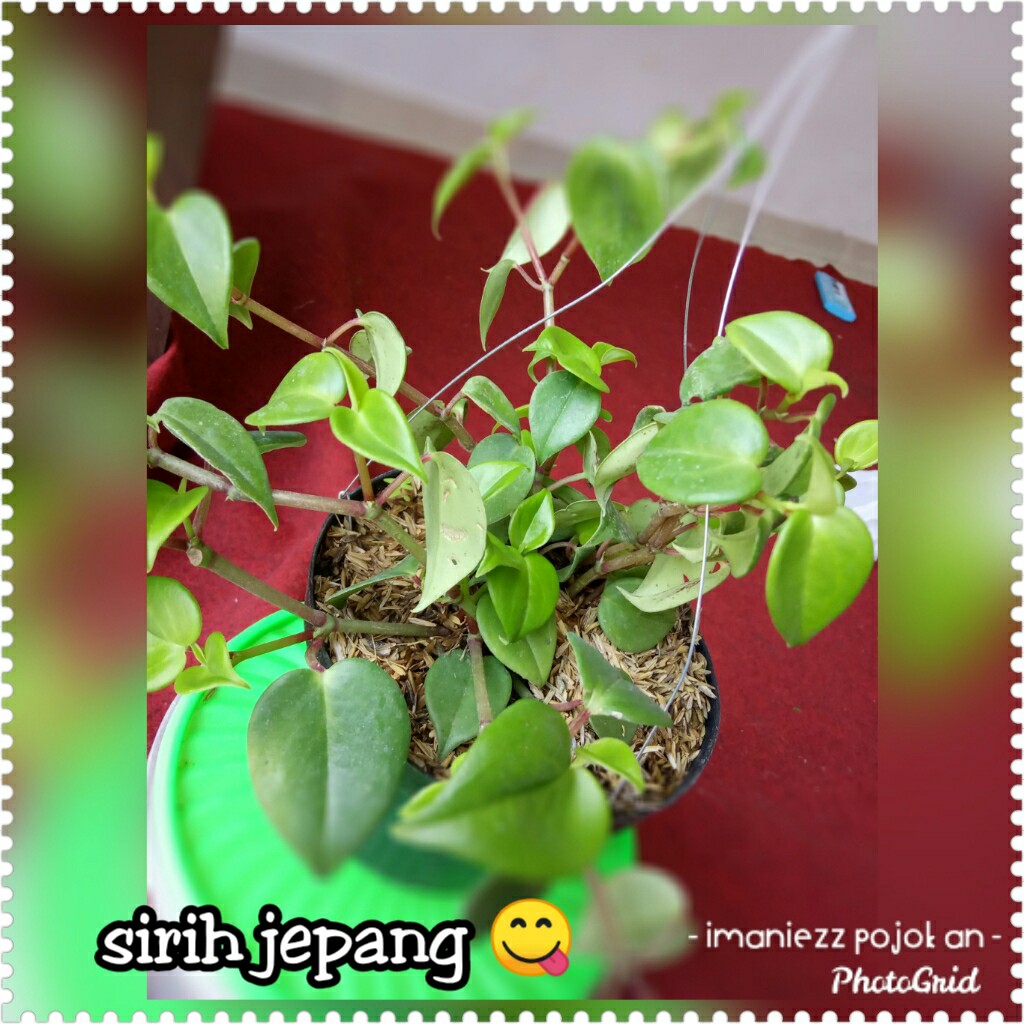 SIRIH JEPANG