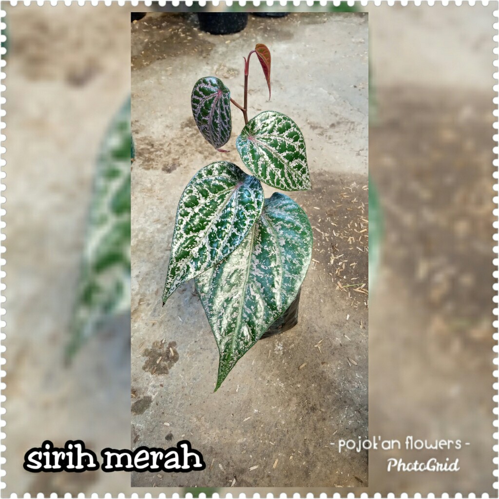 SIRIH MERAH