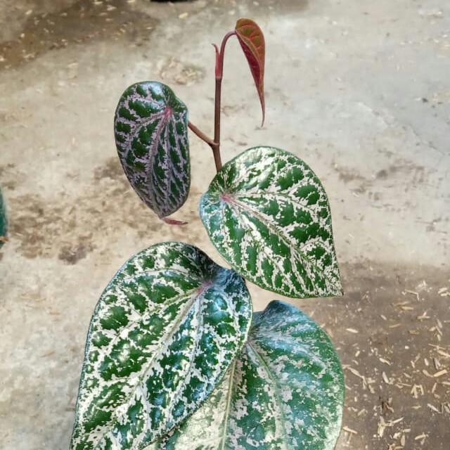 SIRIH MERAH