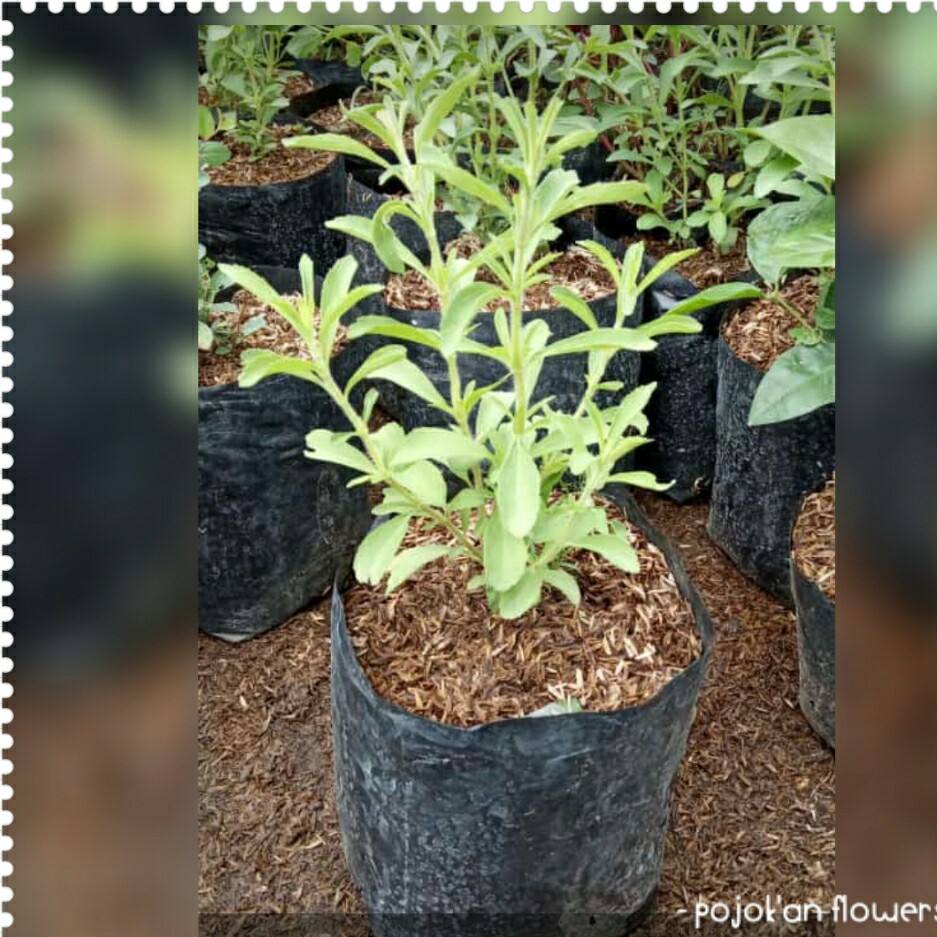 STEVIA