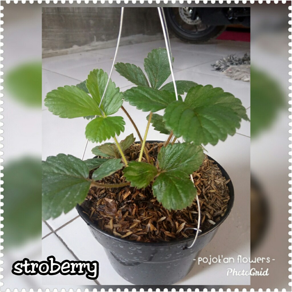 STRAWBERRY