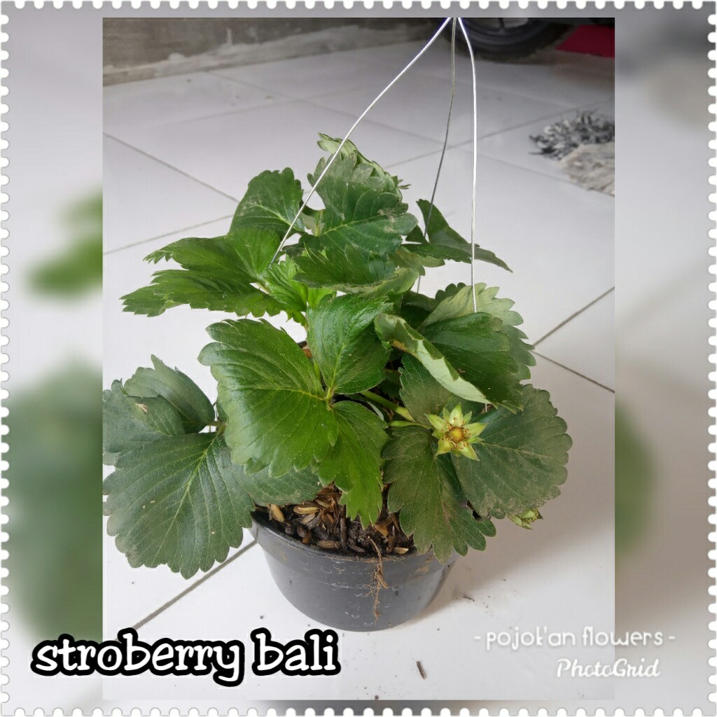 STRAWBERRY BALI