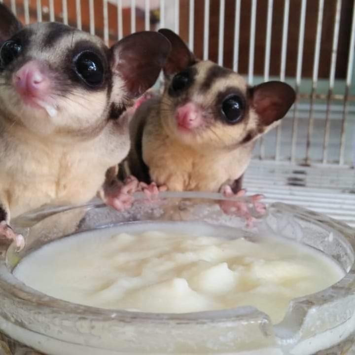 SUGAR GLIDER 