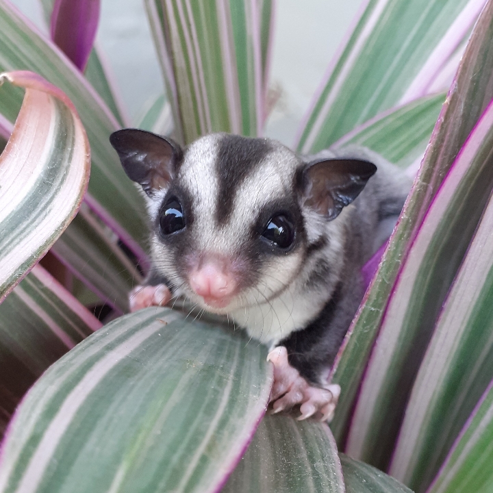 SUGAR GLIDER Classic Grey 