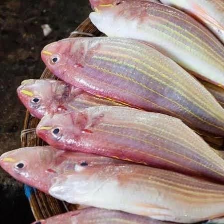 Ikan Krisi