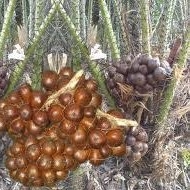 Salak Lokal