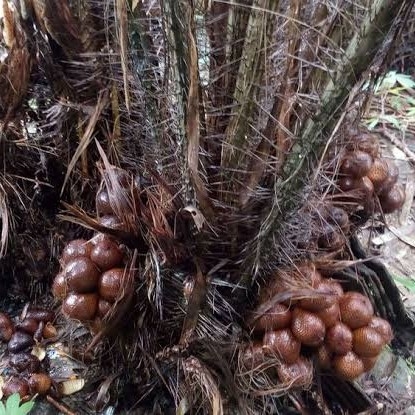 Salak Pondoh