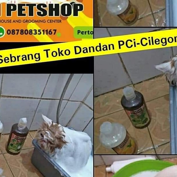 Salon Atau Grooming Kucing