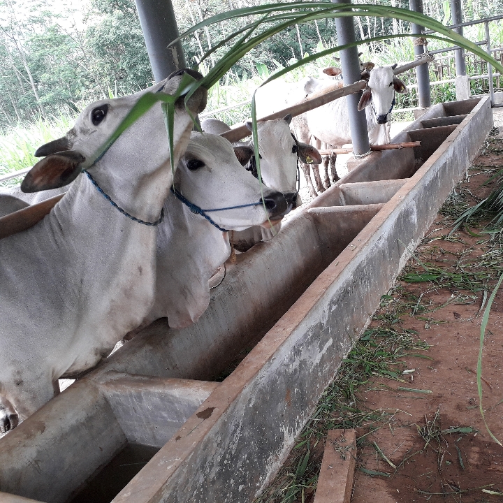 Sapi Breading