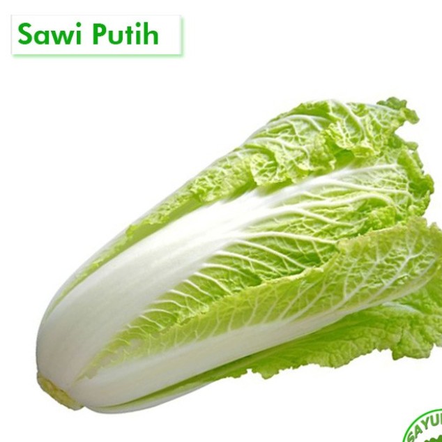 Sawi Putih Asmara