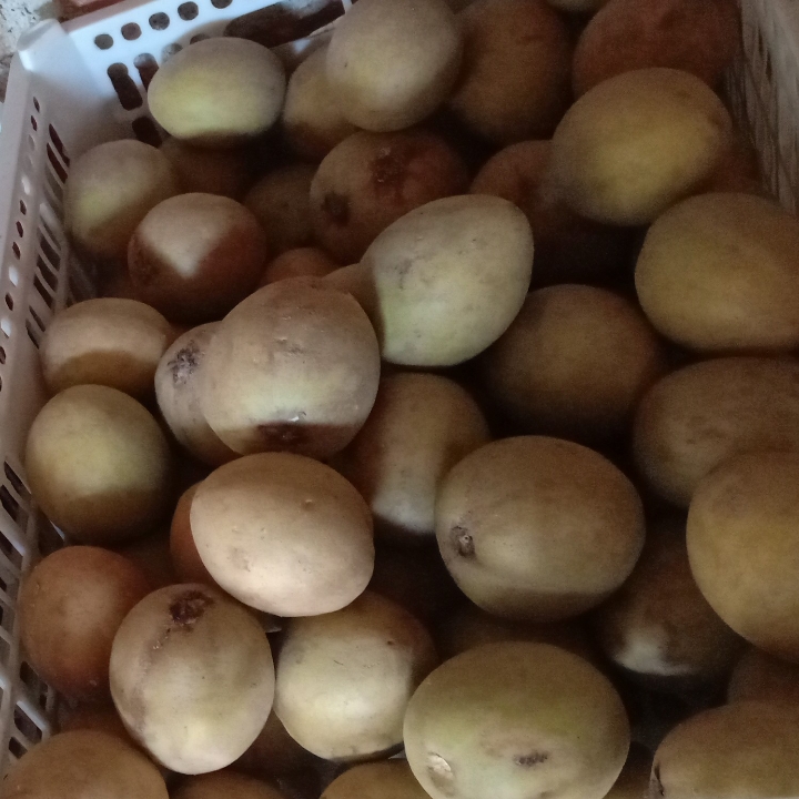 Sawo Per Kilo Gram