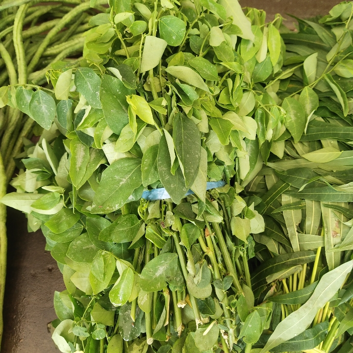 Sayur Katuk