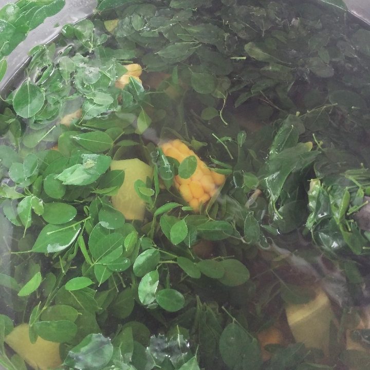 Sayur Kelor Bening