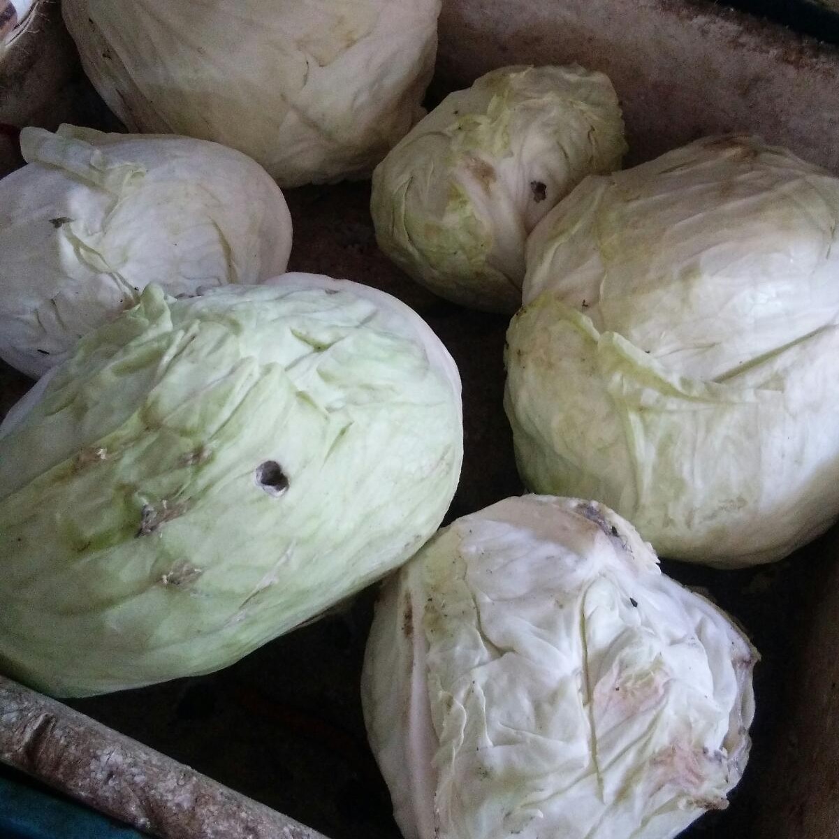 Sayur Kol