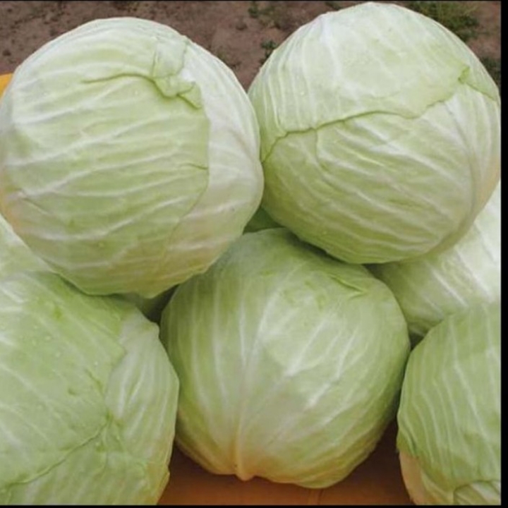 Sayur Kol
